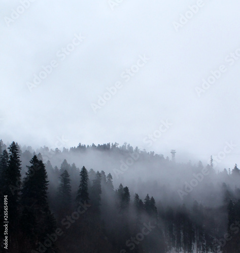 Mystery wintery forest. Fog in the Caucasus mountains