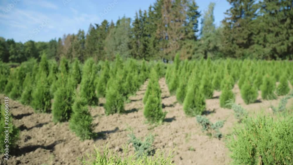 Growth of seedlings thuja on plantation. Many green thuja trees planted in row Growth of seedlings thuja on plantation. Many green thuja trees planted in row