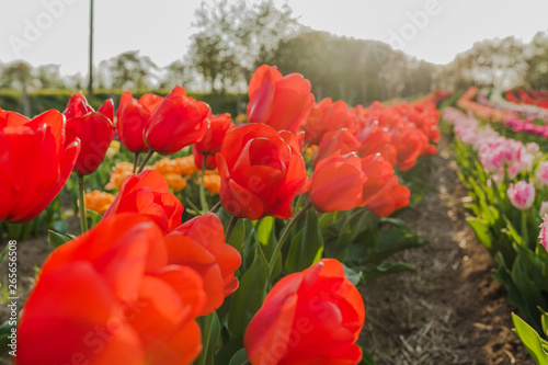 tulips field agriculture holland