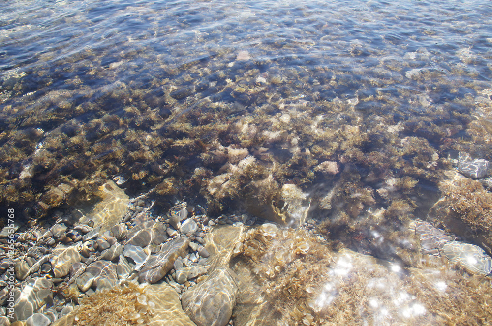 Marine vegetation and seafood stones under the clear water near the shore close-up.
