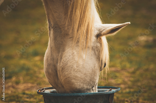 The horse's head is immersed in a bucket.