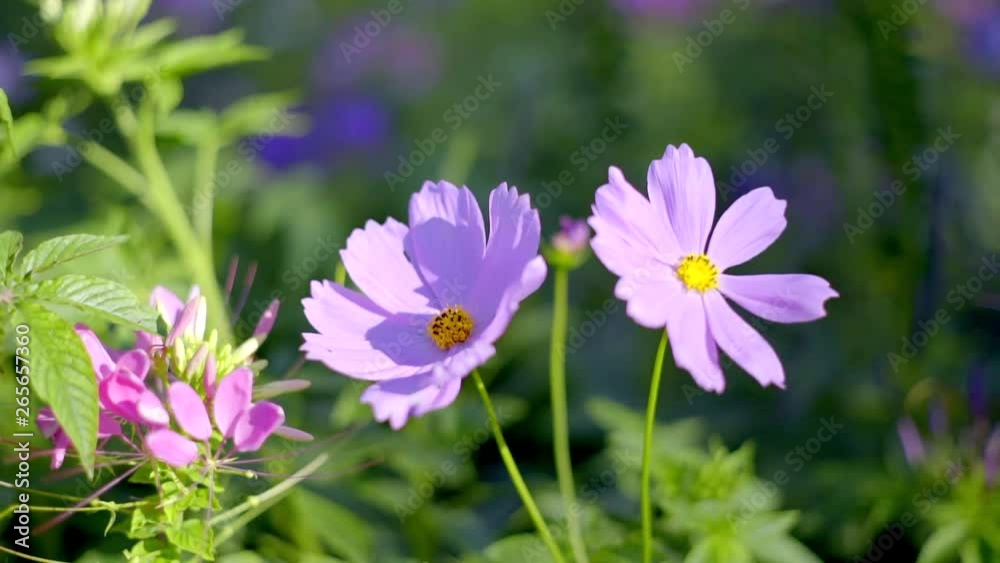 Daisies on a field in sunny day, Close up shot Daisies on a field in sunny day, Close up shot