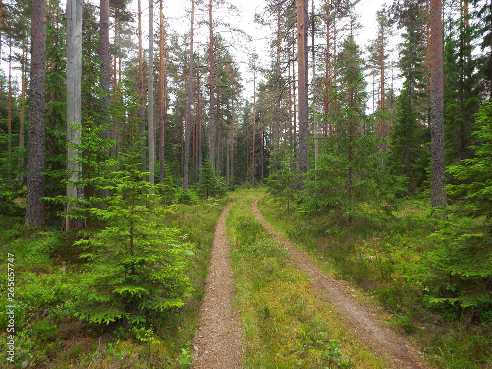 Obraz premium road in the forest