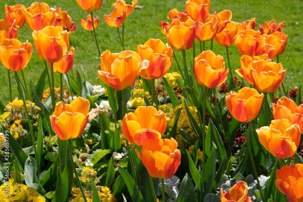 massif de tulipes oranges massif de tulipes oranges