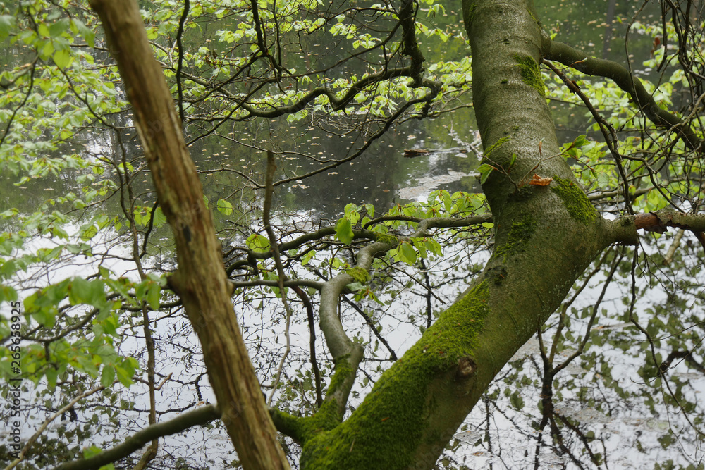 Obraz premium Donoperteich im Teutoburger Wald am Hermannsweg im Frühling und schön grün