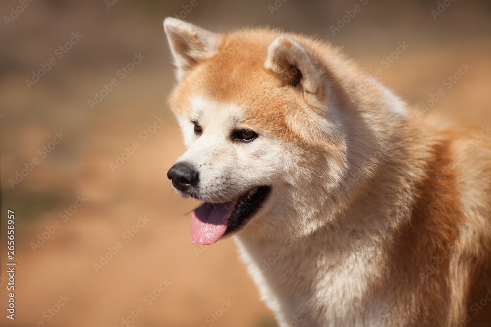 dog breed Japanese Akita on a walk portrait