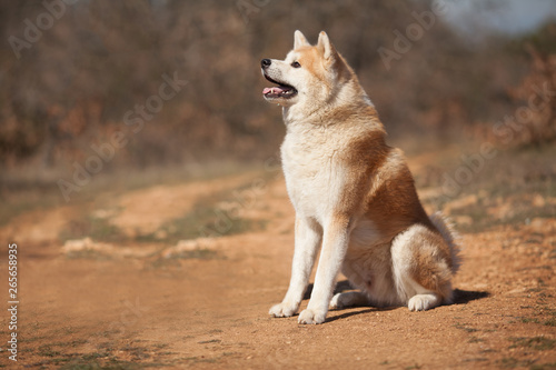 dog breed Japanese Akita on a walk portrait