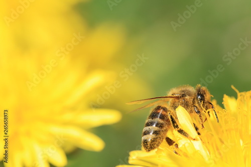 bee on a yellow flower © ramund88
