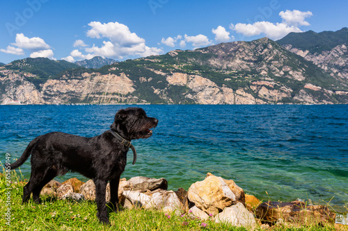 Black dog on shore of the lake