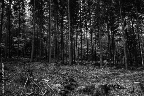 Fototapeta Naklejka Na Ścianę i Meble -  Schwarz Weiß Wald