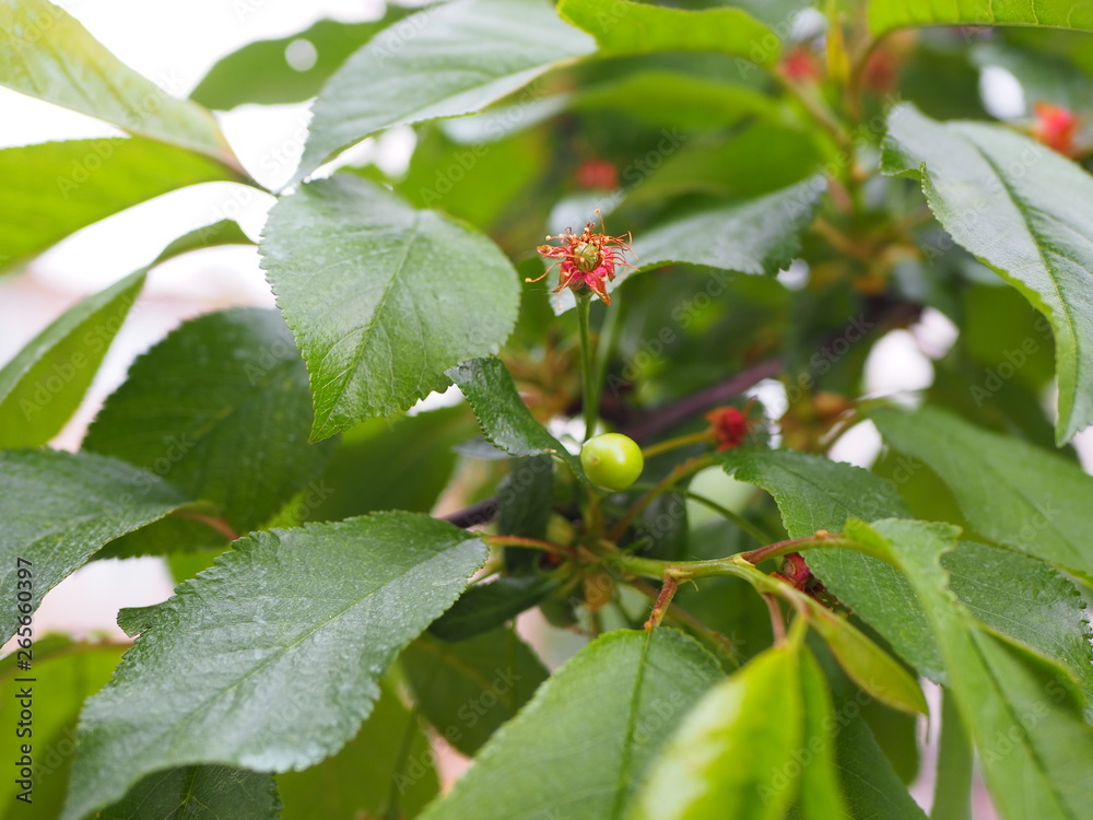 Fototapeta premium Young cherry branch, green unripe fruit, fruit tree