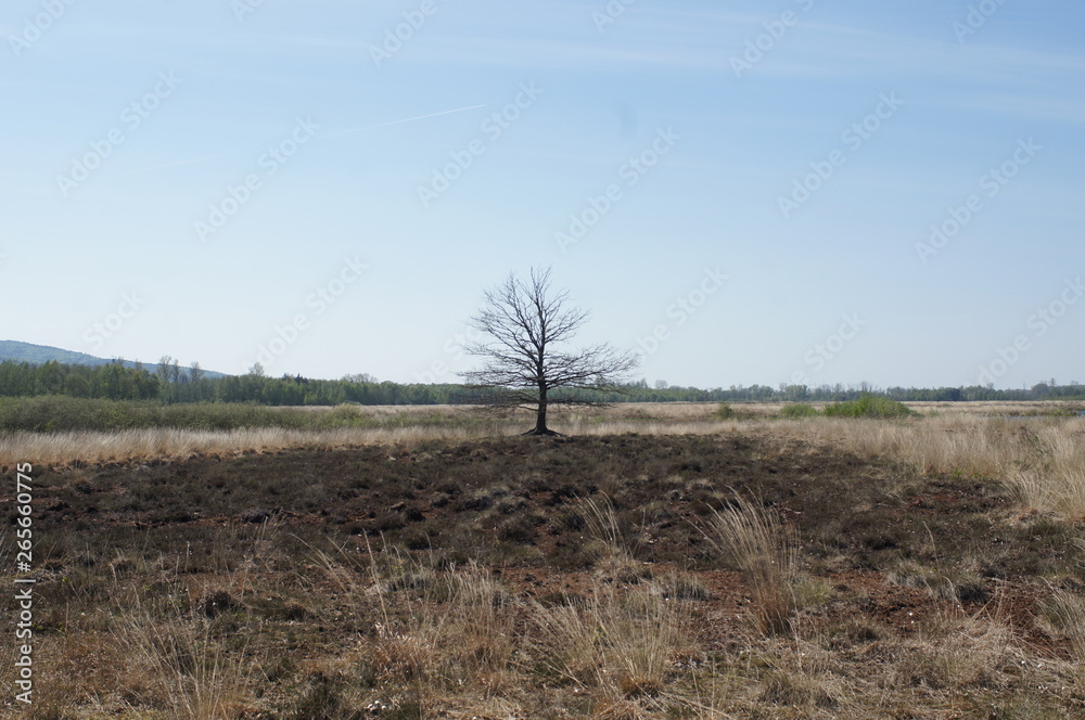 Moor;Torf;Naturschutzgebiet,sea,lake Moor;Torf;Naturschutzgebiet,sea,lake