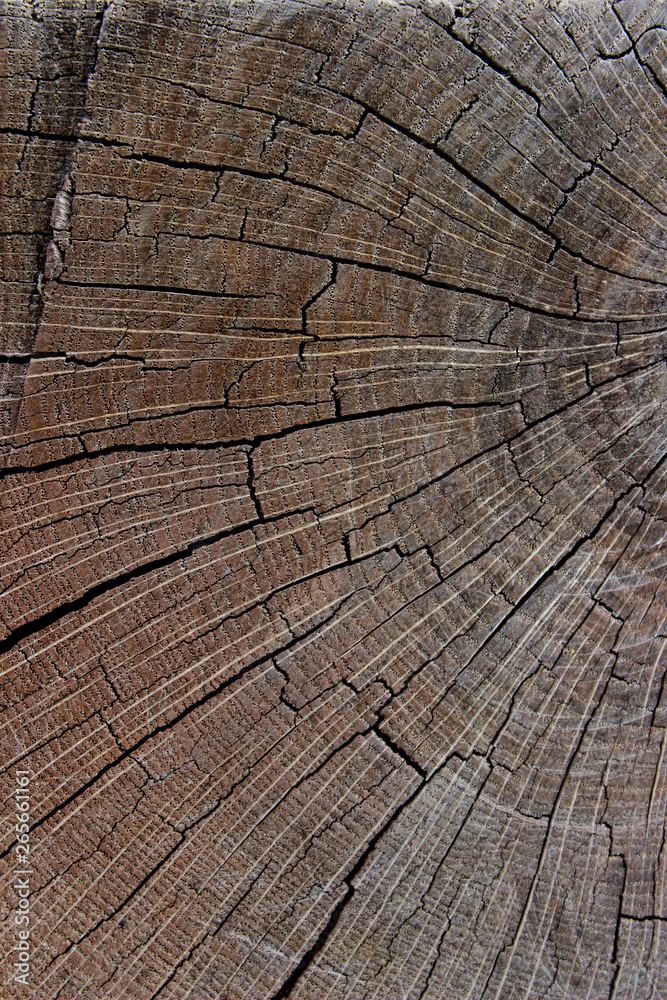 Fototapeta premium Wooden Pattern Textures. Wooden Texture Background. Natural Backdrop.