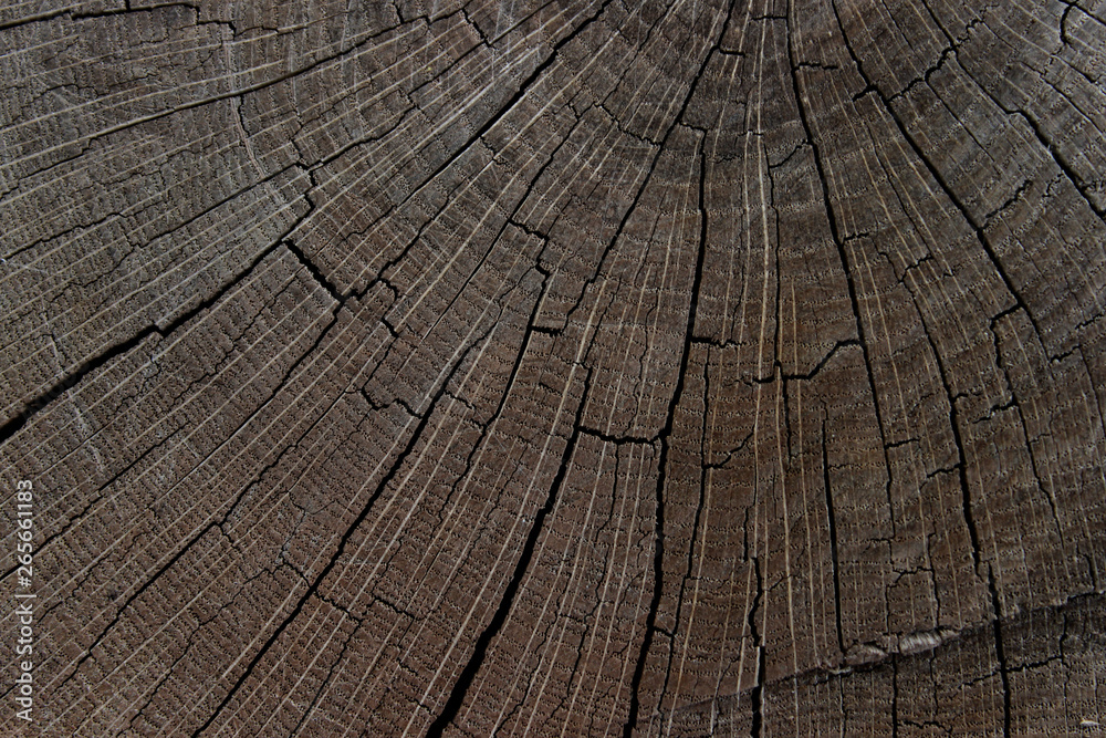 Fototapeta premium Wooden Pattern Textures. Wooden Texture Background. Natural Backdrop.