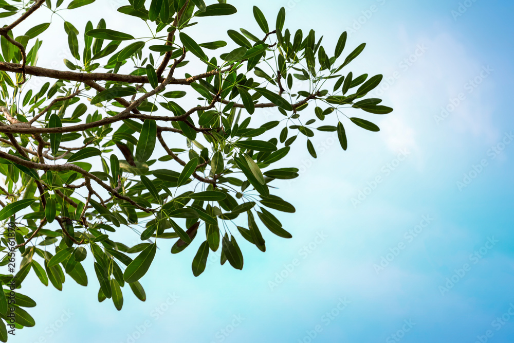 Branch and leaves of tree in spring of tropical nature blue sky background. Template creative layout with natural concept. Branch and leaves of tree in spring of tropical nature blue sky background. Template creative layout with natural concept.