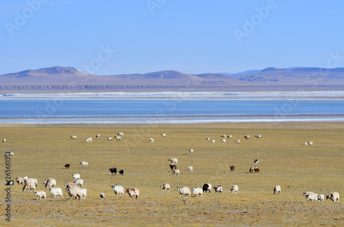 Tibet, sheep grazing on the shore of lake Pangong