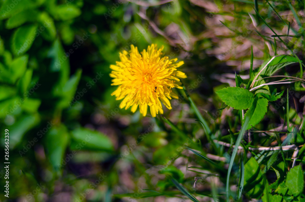 yellow flower of a dandelion - a weed yellow flower of a dandelion - a weed