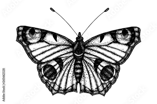Black and white vector illustration of a butterfly. Hand drawn insect sketch. Detailed graphic drawing of wall brown in vintage style.