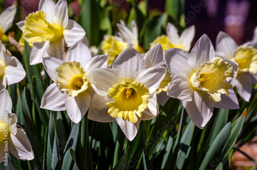 Narcissus flower with six white petals and a yellow middle