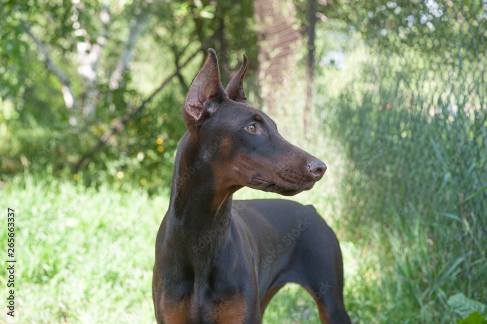 Doberman female brown and fire outside looking at something