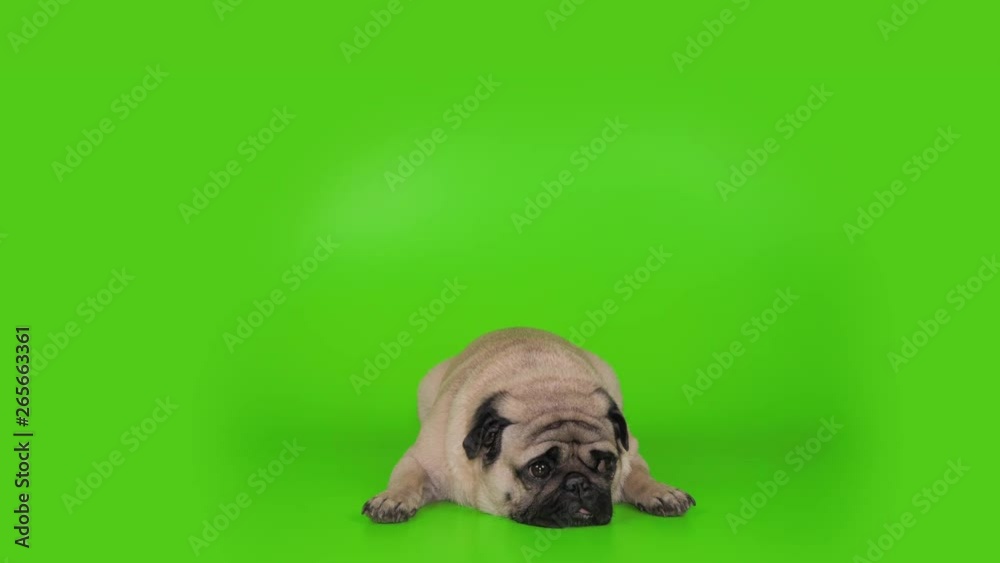 Cute pug dog lying flat, falling asleep, changhing pose. Green screen. Slow motion Cute pug dog lying flat, falling asleep, changhing pose. Green screen. Slow motion