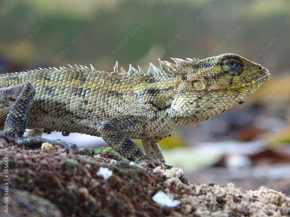 Close up photo of male Oriental Garden Lizard Close up photo of male Oriental Garden Lizard