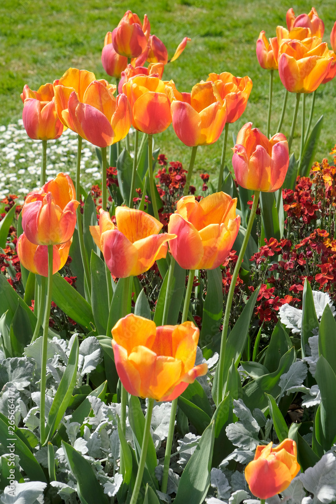 tulipes du jardin tulipes du jardin