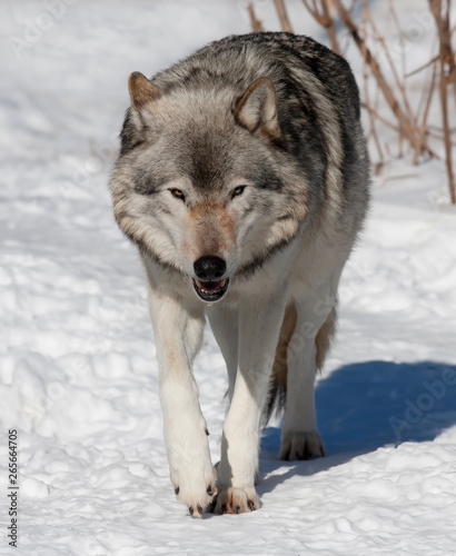 A lone Timber wolf or Grey Wolf Canis lupus with blood on its face standing in the winter snow in Canada © Jim Cumming