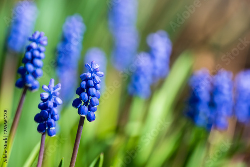 Blaue Blüten der Traubenhyazinthe