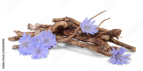 Dry roots of chicory and cichorium flowers isolated on white background. photo