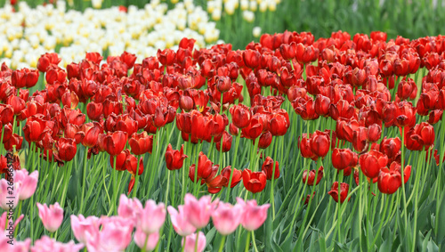 flower field with red tulips