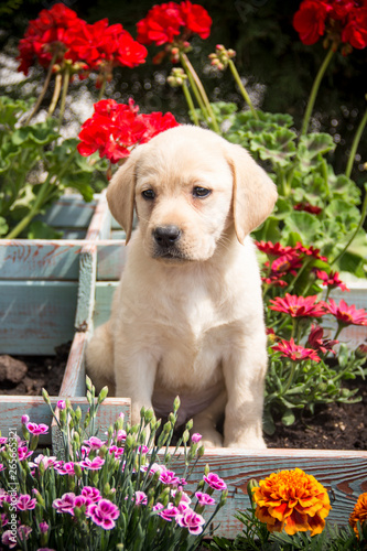 labrador retriever puppy