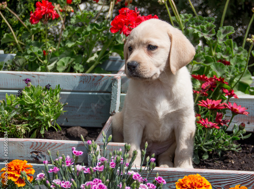 labrador retriever puppy