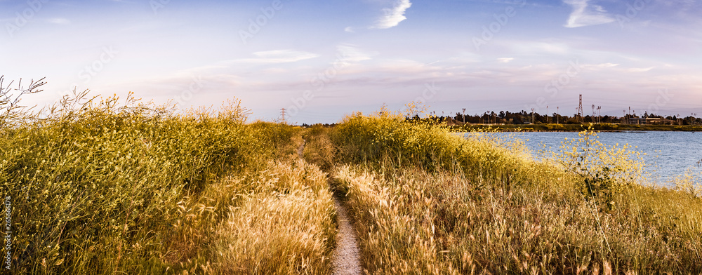 Walking path lined up with Black mustard (Brassica nigra) wildflowers, San Jose, San Francisco bay area, California