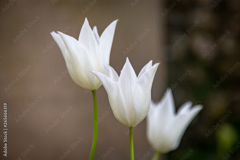 Delicate white tulips in springtime, with a shallow depth of field