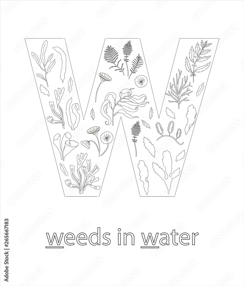Black and white alphabet letter W. Phonics flashcard. Cute letter W for teaching reading with cartoon style seaweeds in water. Coloring page for children.