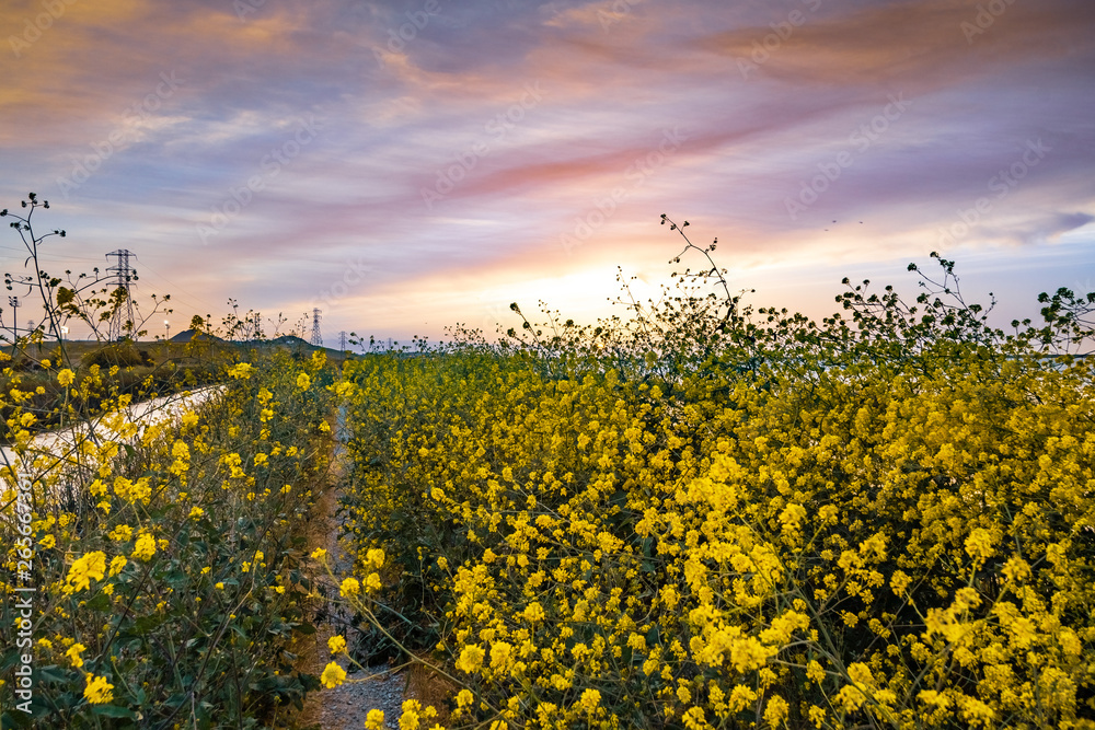Obraz premium Walking path overgrown with Black mustard (Brassica nigra) wildflowers, colorful sunset sky; San Jose, San Francisco bay area, California