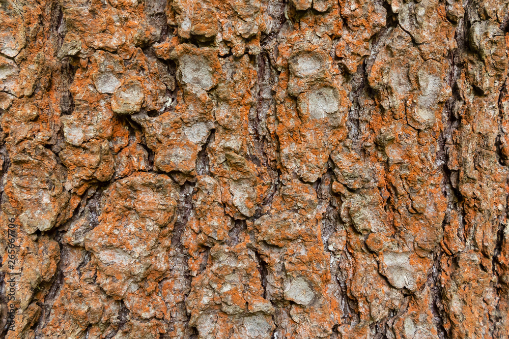 Covered with rusty lichen bark of an old tree, background, texture - image Covered with rusty lichen bark of an old tree, background, texture - image