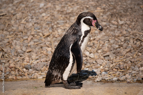 Humboldt penguin (Spheniscus humboldti)