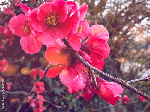 Cherry blossoms.  Spring came. Blooming trees.