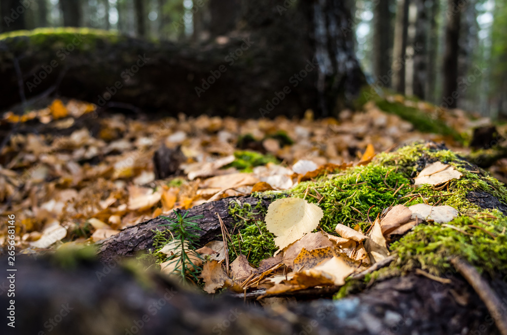 Yellow autumn leaves lie on the moss-covered tree roots. Autumn sunny photography, close-up, there is a place for text.