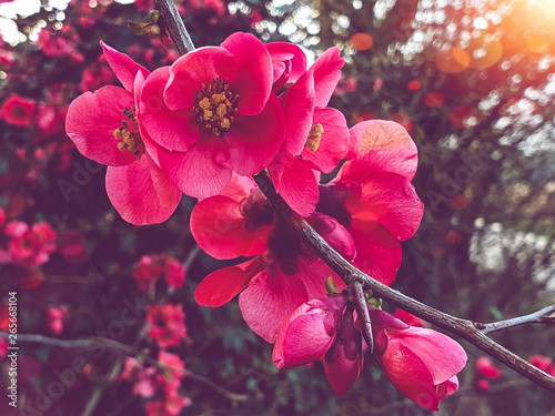 Cherry blossoms.  Spring came. Blooming trees.