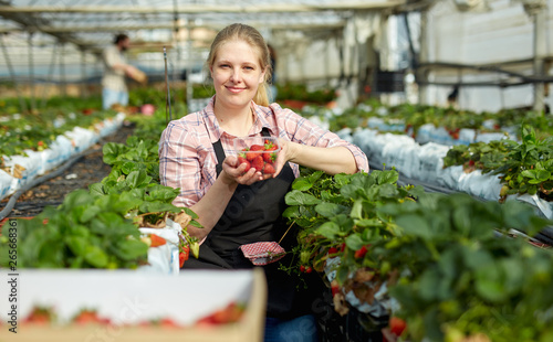 Woman picking strawberry in greenhouse