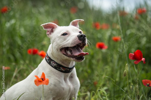 Photographie Cute staffordshire bull terrier