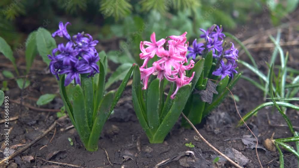 Flowers in the garden. Pink and blue flowers close-up Flowers in the garden. Pink and blue flowers close-up