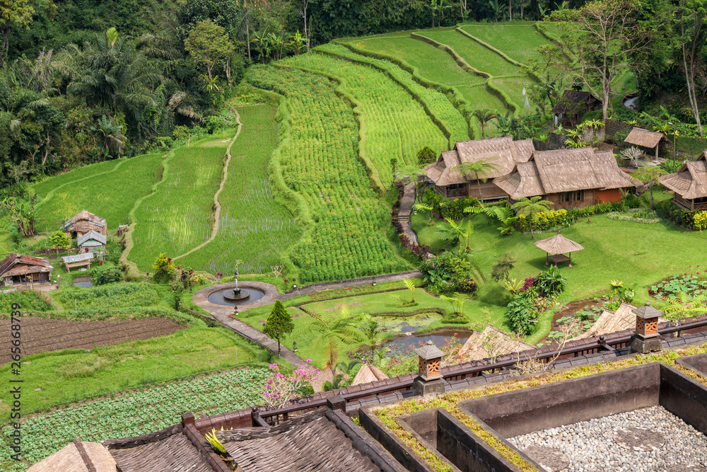 Bali, farm and rice fields
