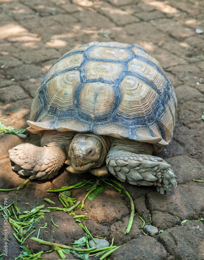Giant tortoise Giant tortoise