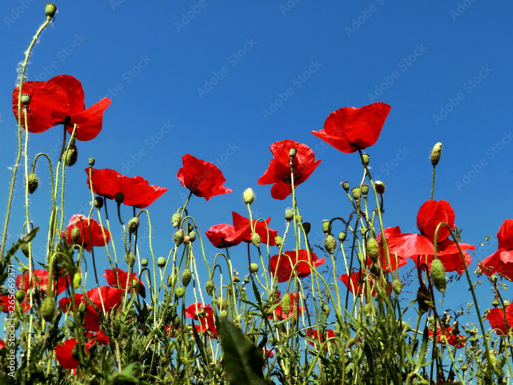 Fototapeta premium Kwiaty maku na polu i słoneczny dzień