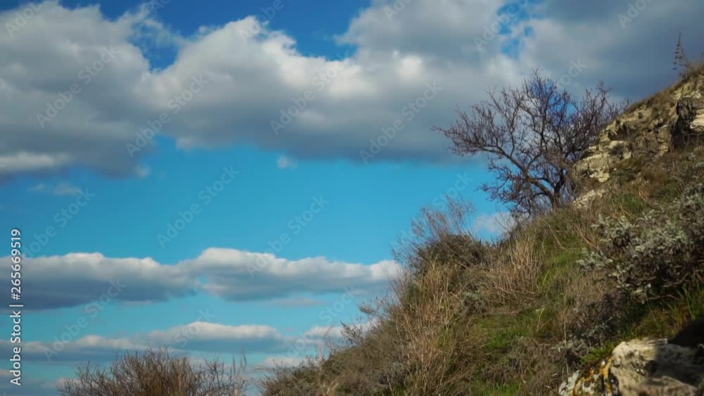 Old dry trees and bushes grow in wild nature on stone hill with white cloudy blue sky skyline in the background Old dry trees and bushes grow in wild nature on stone hill with white cloudy blue sky skyline in the background