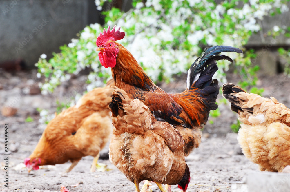 Fototapeta premium Domestic cock with hens ,farm photo,countryside
